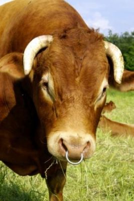 un taureau est rarement graci&eacute; mais cela arrive